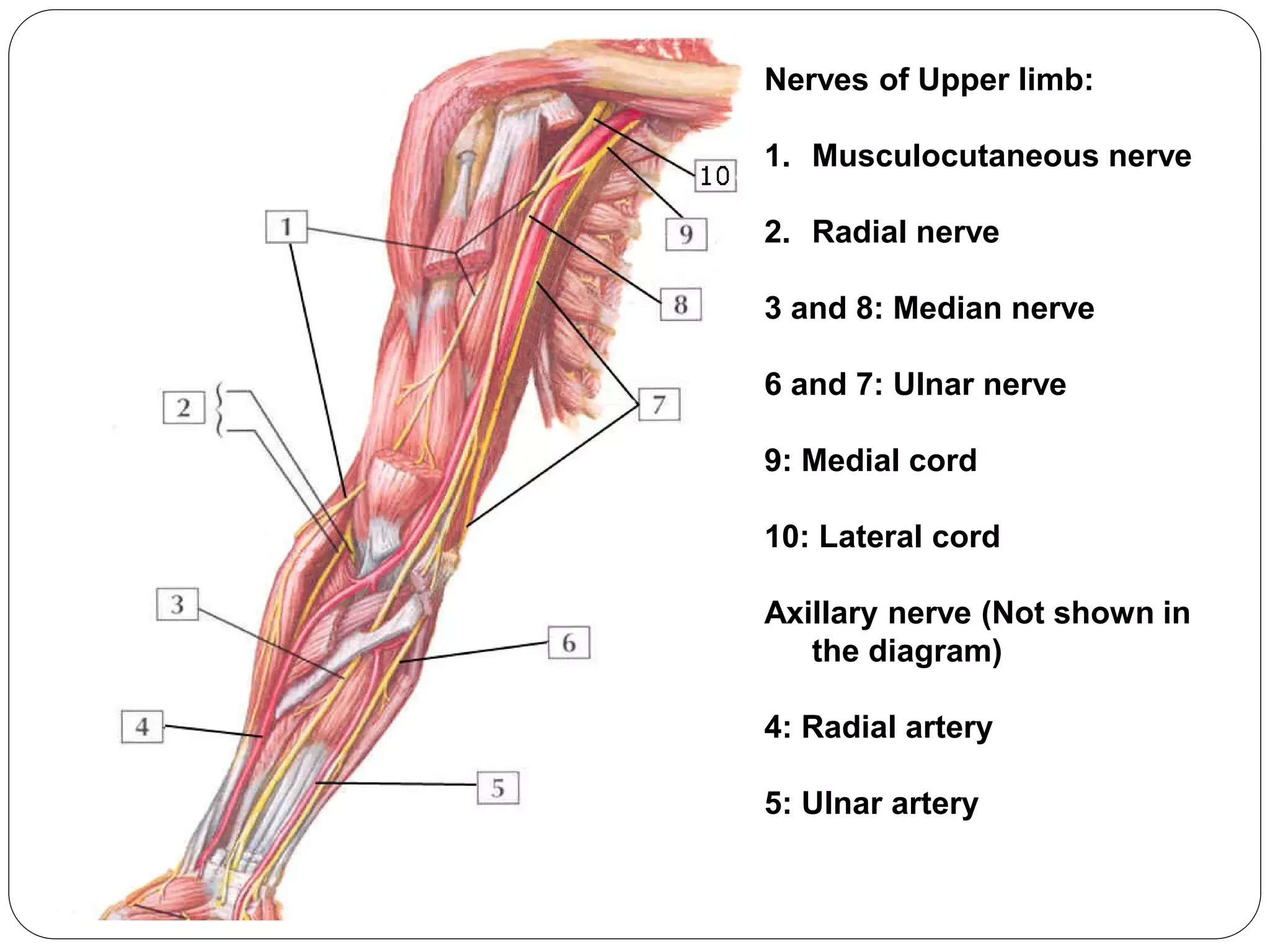 Nerves of Upper limb:
1. Musculocutaneous nerve
2. Radial nerve
3 and 8: Median nerve
6 and 7: Ulnar nerve
9: Medial cord
10: Lateral cord
Axillary nerve (Not shown in
the diagram)
4: Radial artery
5: Ulnar artery
 