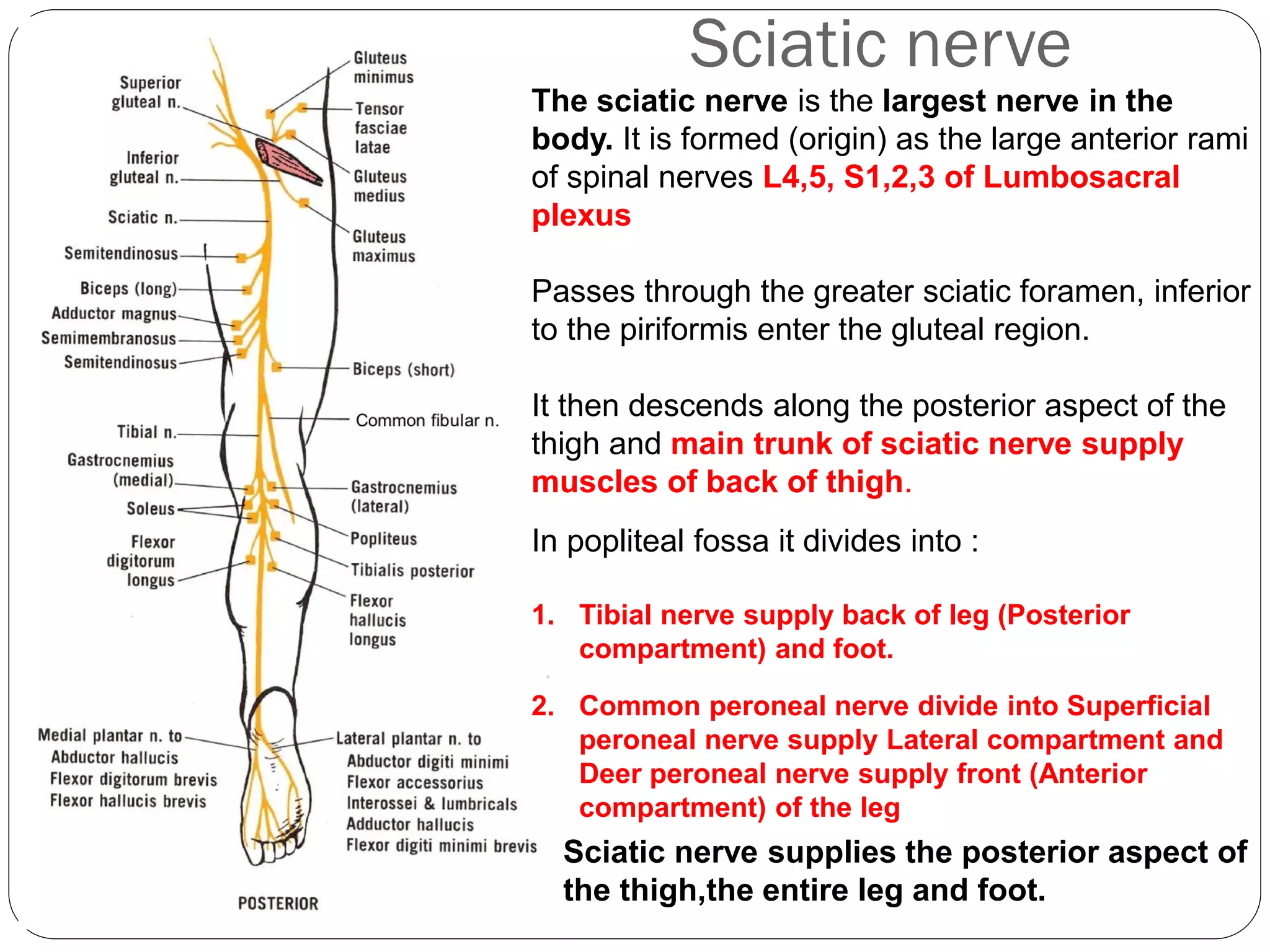 Sciatic nerve
Sciatic nerve supplies the posterior aspect of
the thigh,the entire leg and foot.
The sciatic nerve is the largest nerve in the
body. It is formed (origin) as the large anterior rami
of spinal nerves L4,5, S1,2,3 of Lumbosacral
plexus
Passes through the greater sciatic foramen, inferior
to the piriformis enter the gluteal region.
It then descends along the posterior aspect of the
thigh and main trunk of sciatic nerve supply
muscles of back of thigh.
In popliteal fossa it divides into :
1. Tibial nerve supply back of leg (Posterior
compartment) and foot.
2. Common peroneal nerve divide into Superficial
peroneal nerve supply Lateral compartment and
Deer peroneal nerve supply front (Anterior
compartment) of the leg
 