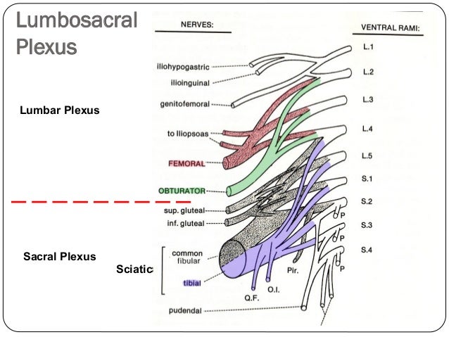 brachial and lumbosacral plexus dr b b gosai lumbosacral plexus