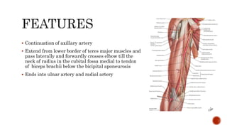 Unveiling the Wonders of the Brachial Artery - A First-Year MBBS 