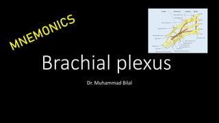 Brachial plexus
Dr. Muhammad Bilal
 