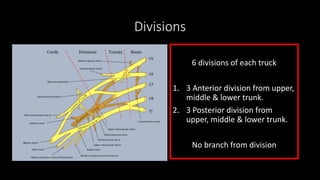 Divisions
6 divisions of each truck
1. 3 Anterior division from upper,
middle & lower trunk.
2. 3 Posterior division from
upper, middle & lower trunk.
No branch from division
 