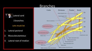 Branches
Lateral cord
3 branches
Lets musk let
1. Lateral pectoral
2. Musculocutaneous
3. Lateral root of median
 