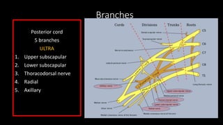 Branches
Posterior cord
5 branches
ULTRA
1. Upper subscapular
2. Lower subscapular
3. Thoracodorsal nerve
4. Radial
5. Axillary
 