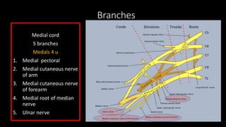 Branches
Medial cord
5 branches
Medals 4 u
1. Medial pectoral
2. Medial cutaneous nerve
of arm
3. Medial cutaneous nerve
of forearm
4. Medial root of median
nerve
5. Ulnar nerve
 