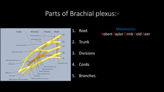 Parts of Brachial plexus:-
1. Root
2. Trunk
3. Divisions
4. Cords
5. Branches
Mnemonics
Robert Taylor Drink Cold Beer
 