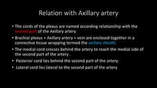 Relation with Axillary artery
• The cords of the plexus are named according relationship with the
second part of the Axillary artery
• Brachial plexus + Axillary artery + vein are enclosed together in a
connective tissue wrapping termed the axillary sheath.
• The medial cord crosses behind the artery to reach the medial side of
the second part of the artery .
• Posterior cord lies behind the second part of the artery.
• Lateral cord lies lateral to the second part of the artery
 