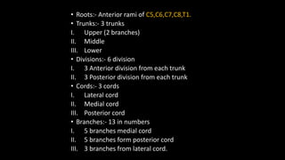 • Roots:- Anterior rami of C5,C6,C7,C8,T1.
• Trunks:- 3 trunks
I. Upper (2 branches)
II. Middle
III. Lower
• Divisions:- 6 division
I. 3 Anterior division from each trunk
II. 3 Posterior division from each trunk
• Cords:- 3 cords
I. Lateral cord
II. Medial cord
III. Posterior cord
• Branches:- 13 in numbers
I. 5 branches medial cord
II. 5 branches form posterior cord
III. 3 branches from lateral cord.
 