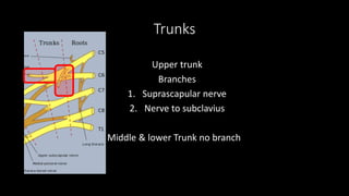 Trunks
Upper trunk
Branches
1. Suprascapular nerve
2. Nerve to subclavius
• Middle & lower Trunk no branch
 
