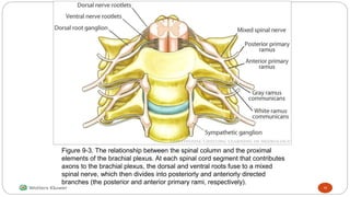 Figure 9-3. The relationship between the spinal column and the proximal
elements of the brachial plexus. At each spinal cord segment that contributes
axons to the brachial plexus, the dorsal and ventral roots fuse to a mixed
spinal nerve, which then divides into posteriorly and anteriorly directed
branches (the posterior and anterior primary rami, respectively).
10
 