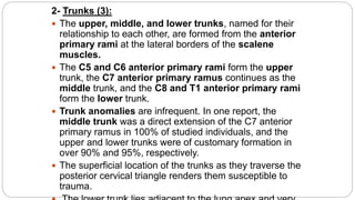 2- Trunks (3):
 The upper, middle, and lower trunks, named for their
relationship to each other, are formed from the anterior
primary rami at the lateral borders of the scalene
muscles.
 The C5 and C6 anterior primary rami form the upper
trunk, the C7 anterior primary ramus continues as the
middle trunk, and the C8 and T1 anterior primary rami
form the lower trunk.
 Trunk anomalies are infrequent. In one report, the
middle trunk was a direct extension of the C7 anterior
primary ramus in 100% of studied individuals, and the
upper and lower trunks were of customary formation in
over 90% and 95%, respectively.
 The superficial location of the trunks as they traverse the
posterior cervical triangle renders them susceptible to
trauma.
 