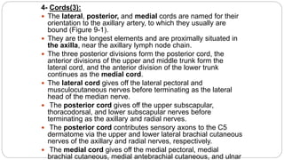 4- Cords(3):
 The lateral, posterior, and medial cords are named for their
orientation to the axillary artery, to which they usually are
bound (Figure 9-1).
 They are the longest elements and are proximally situated in
the axilla, near the axillary lymph node chain.
 The three posterior divisions form the posterior cord, the
anterior divisions of the upper and middle trunk form the
lateral cord, and the anterior division of the lower trunk
continues as the medial cord.
 The lateral cord gives off the lateral pectoral and
musculocutaneous nerves before terminating as the lateral
head of the median nerve.
 The posterior cord gives off the upper subscapular,
thoracodorsal, and lower subscapular nerves before
terminating as the axillary and radial nerves.
 The posterior cord contributes sensory axons to the C5
dermatome via the upper and lower lateral brachial cutaneous
nerves of the axillary and radial nerves, respectively.
 The medial cord gives off the medial pectoral, medial
brachial cutaneous, medial antebrachial cutaneous, and ulnar
 