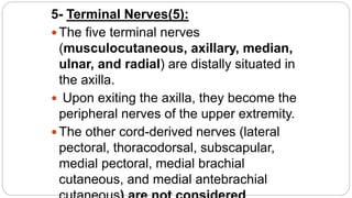 5- Terminal Nerves(5):
 The five terminal nerves
(musculocutaneous, axillary, median,
ulnar, and radial) are distally situated in
the axilla.
 Upon exiting the axilla, they become the
peripheral nerves of the upper extremity.
 The other cord-derived nerves (lateral
pectoral, thoracodorsal, subscapular,
medial pectoral, medial brachial
cutaneous, and medial antebrachial
 