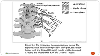 Figure 9-4. The divisions of the supraclavicular plexus. The
supraclavicular plexus is composed of three plexuses: upper
(upper trunk and C5 and C6 roots), middle (middle trunk and
C7 root), and lower (lower trunk and C8 and T1 roots). 18
 