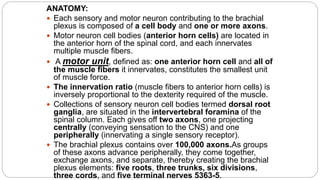 ANATOMY:
 Each sensory and motor neuron contributing to the brachial
plexus is composed of a cell body and one or more axons.
 Motor neuron cell bodies (anterior horn cells) are located in
the anterior horn of the spinal cord, and each innervates
multiple muscle fibers.
 A motor unit, defined as: one anterior horn cell and all of
the muscle fibers it innervates, constitutes the smallest unit
of muscle force.
 The innervation ratio (muscle fibers to anterior horn cells) is
inversely proportional to the dexterity required of the muscle.
 Collections of sensory neuron cell bodies termed dorsal root
ganglia, are situated in the intervertebral foramina of the
spinal column. Each gives off two axons, one projecting
centrally (conveying sensation to the CNS) and one
peripherally (innervating a single sensory receptor).
 The brachial plexus contains over 100,000 axons.As groups
of these axons advance peripherally, they come together,
exchange axons, and separate, thereby creating the brachial
plexus elements: five roots, three trunks, six divisions,
three cords, and five terminal nerves 5363-5.
 