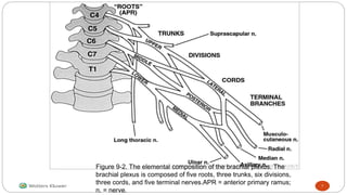 Figure 9-2. The elemental composition of the brachial plexus. The
brachial plexus is composed of five roots, three trunks, six divisions,
three cords, and five terminal nerves.APR = anterior primary ramus;
n. = nerve.
7
 
