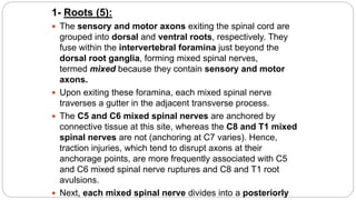 1- Roots (5):
 The sensory and motor axons exiting the spinal cord are
grouped into dorsal and ventral roots, respectively. They
fuse within the intervertebral foramina just beyond the
dorsal root ganglia, forming mixed spinal nerves,
termed mixed because they contain sensory and motor
axons.
 Upon exiting these foramina, each mixed spinal nerve
traverses a gutter in the adjacent transverse process.
 The C5 and C6 mixed spinal nerves are anchored by
connective tissue at this site, whereas the C8 and T1 mixed
spinal nerves are not (anchoring at C7 varies). Hence,
traction injuries, which tend to disrupt axons at their
anchorage points, are more frequently associated with C5
and C6 mixed spinal nerve ruptures and C8 and T1 root
avulsions.
 Next, each mixed spinal nerve divides into a posteriorly
 