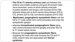  The C5 to T1 anterior primary rami exit between the
anterior and middle scalenes and give off several motor
nerve branches, some of which directly innervate
muscles (scalene and longus colli muscles [C5 to C8]),
whereas others join to form nerves (long thoracic [C5 to
C7], phrenic [C3 to C5], and dorsal scapular [C4 to C5]).
 Myelinated, preganglionic sympathetic fibers exit the
C8 to T1 roots (white rami communicantes) and enter the
sympathetic ganglia.
 whereas Unmyelinated postganglionic fibers (gray
rami communicantes) exit the ganglia and enter the C5
to T1 mixed spinal nerves.
 Because the preganglionic sympathetic fibers
supplying the head and neck traverse the C8 and T1
roots, lesions here are associated with Horner
syndrome.
 