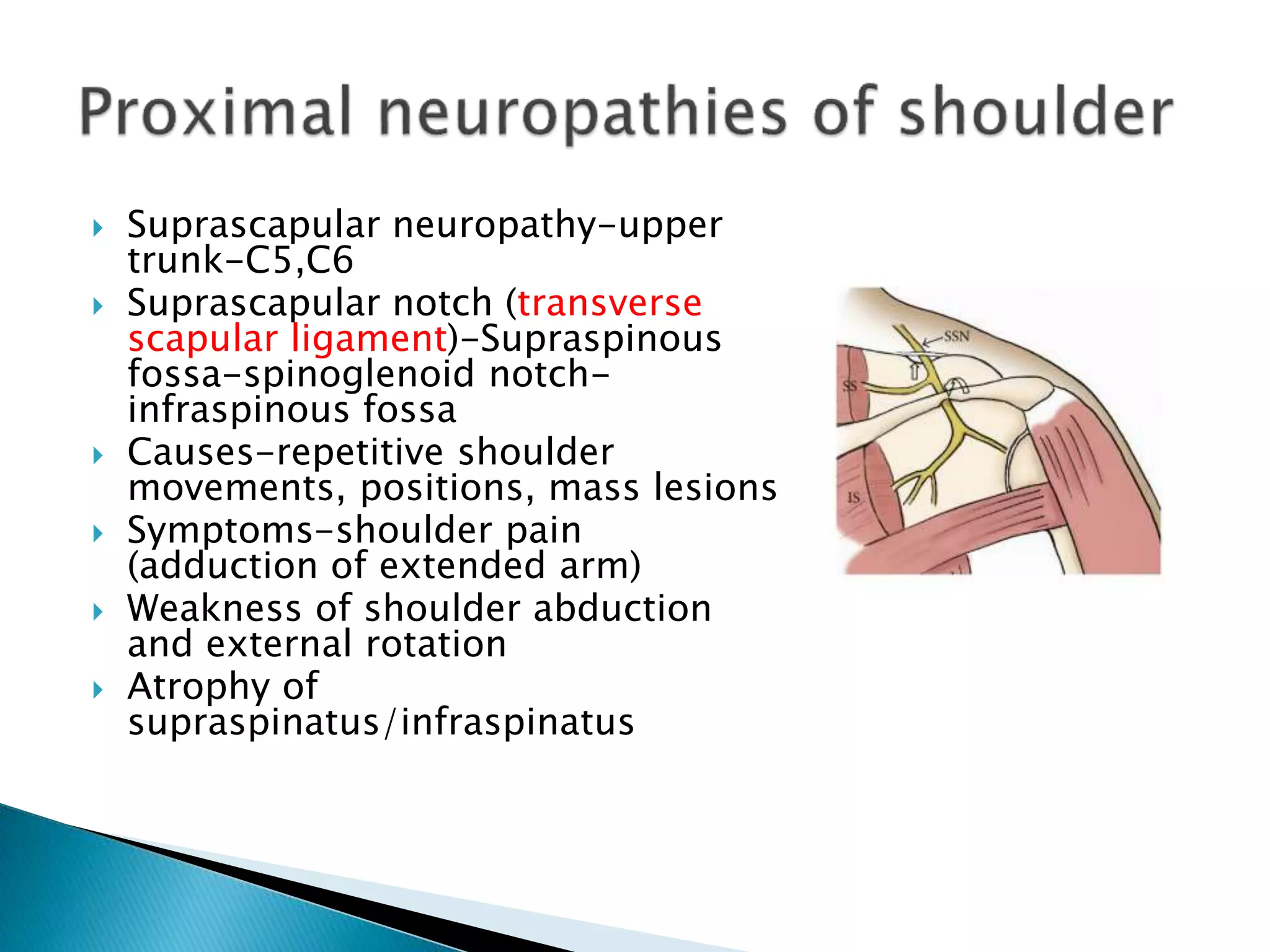  Suprascapular neuropathy-upper
trunk-C5,C6
 Suprascapular notch (transverse
scapular ligament)-Supraspinous
fossa-spinoglenoid notch-
infraspinous fossa
 Causes-repetitive shoulder
movements, positions, mass lesions
 Symptoms-shoulder pain
(adduction of extended arm)
 Weakness of shoulder abduction
and external rotation
 Atrophy of
supraspinatus/infraspinatus
 
