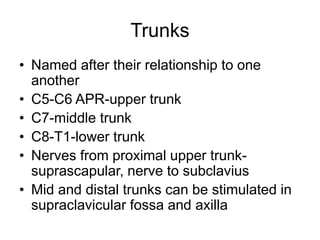 Trunks
• Named after their relationship to one
another
• C5-C6 APR-upper trunk
• C7-middle trunk
• C8-T1-lower trunk
• Nerves from proximal upper trunk-
suprascapular, nerve to subclavius
• Mid and distal trunks can be stimulated in
supraclavicular fossa and axilla
 