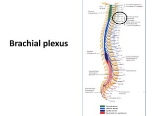 Brachial plexus
 