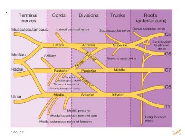 Brachial plexus