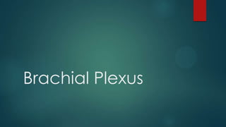 Brachial Plexus
 