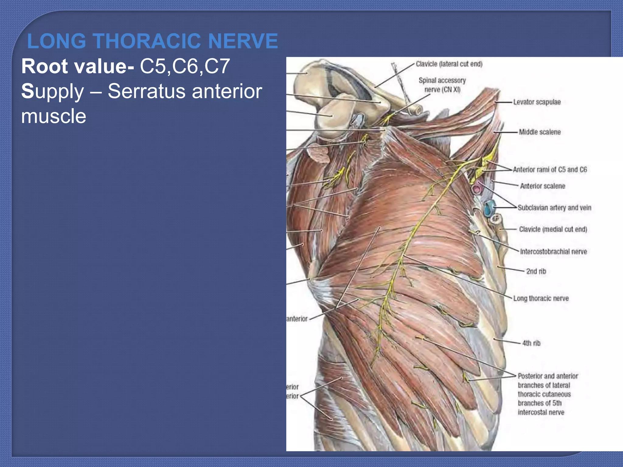Root Plexus anatomy of Brachial plexus | PPTX