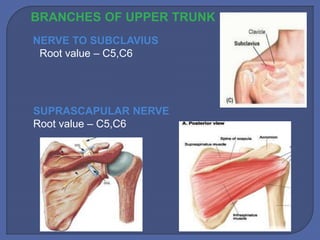 Root Plexus anatomy of Brachial plexus | PPTX