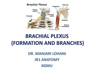 BRACHIAL PLEXUS
(FORMATION AND BRANCHES)
DR. MANJARI LOHANI
JR1 ANATOMY
KGMU
 