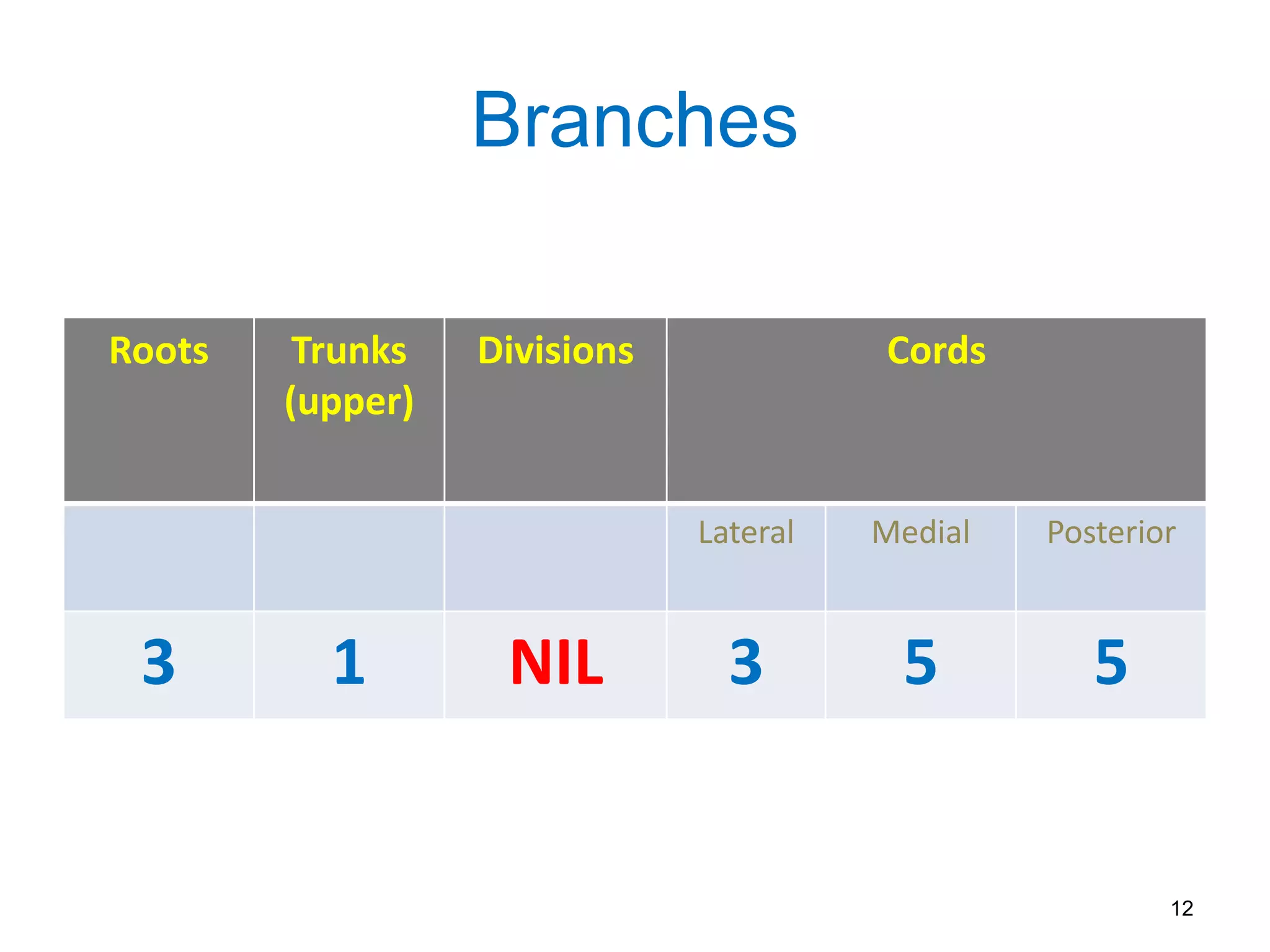 Branches
Roots Trunks
(upper)
Divisions Cords
Lateral Medial Posterior
3 1 NIL 3 5 5
12
 