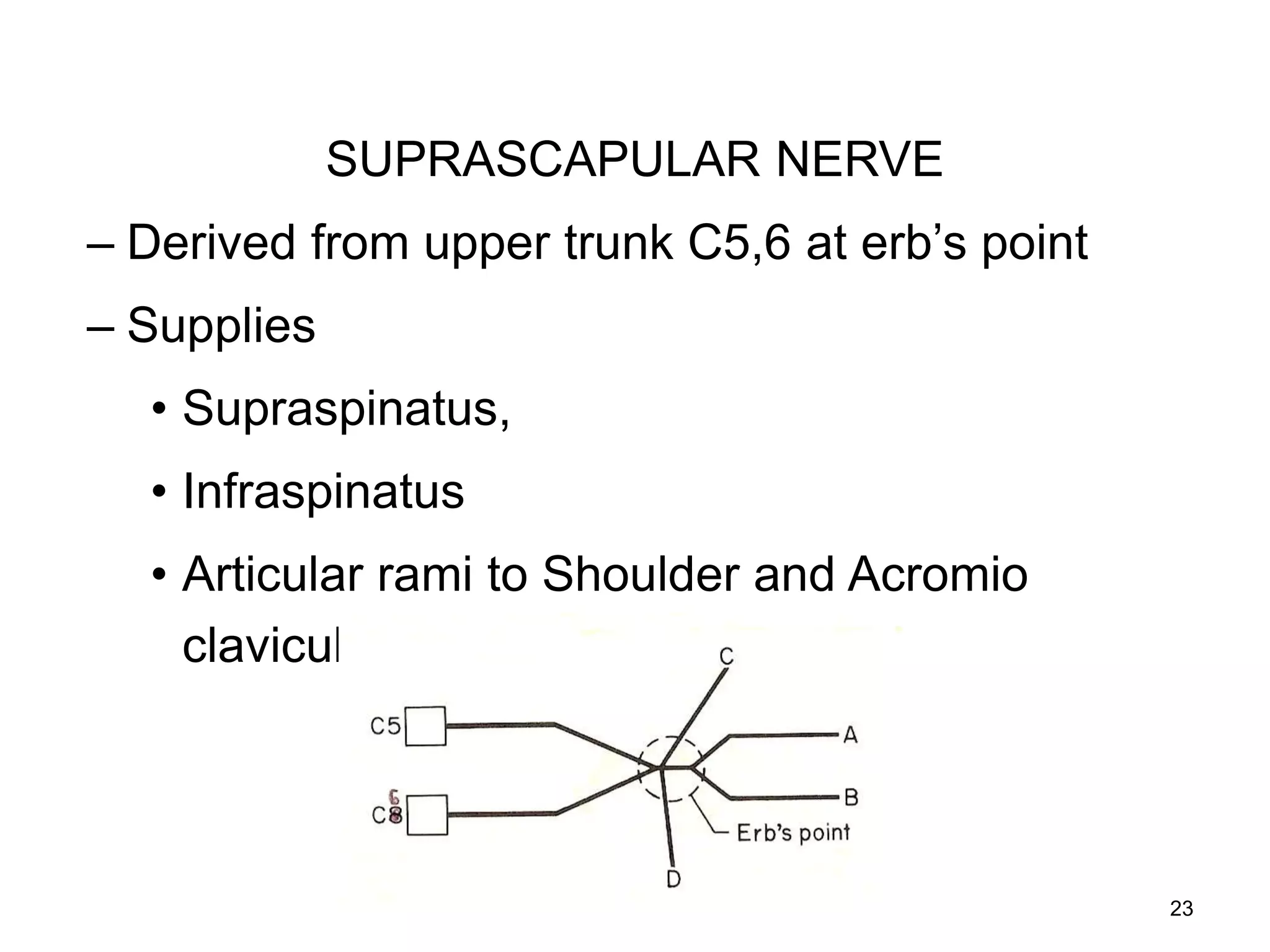 SUPRASCAPULAR NERVE
– Derived from upper trunk C5,6 at erb’s point
– Supplies
• Supraspinatus,
• Infraspinatus
• Articular rami to Shoulder and Acromio
clavicular joints.
23
 