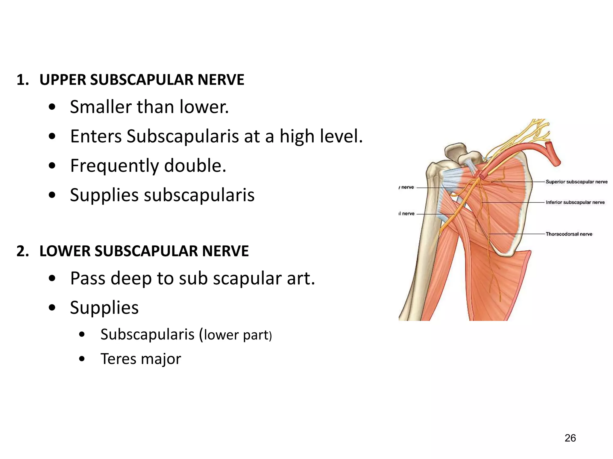 1. UPPER SUBSCAPULAR NERVE
• Smaller than lower.
• Enters Subscapularis at a high level.
• Frequently double.
• Supplies subscapularis
2. LOWER SUBSCAPULAR NERVE
• Pass deep to sub scapular art.
• Supplies
• Subscapularis (lower part)
• Teres major
26
 