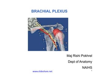 BRACHIAL PLEXUS
Maj Rishi Pokhrel
Dept of Anatomy
NAIHS
1
www.slideshare.net
 