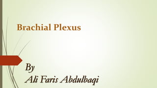 Brachial Plexus
By
Ali Faris Abdulbaqi
 