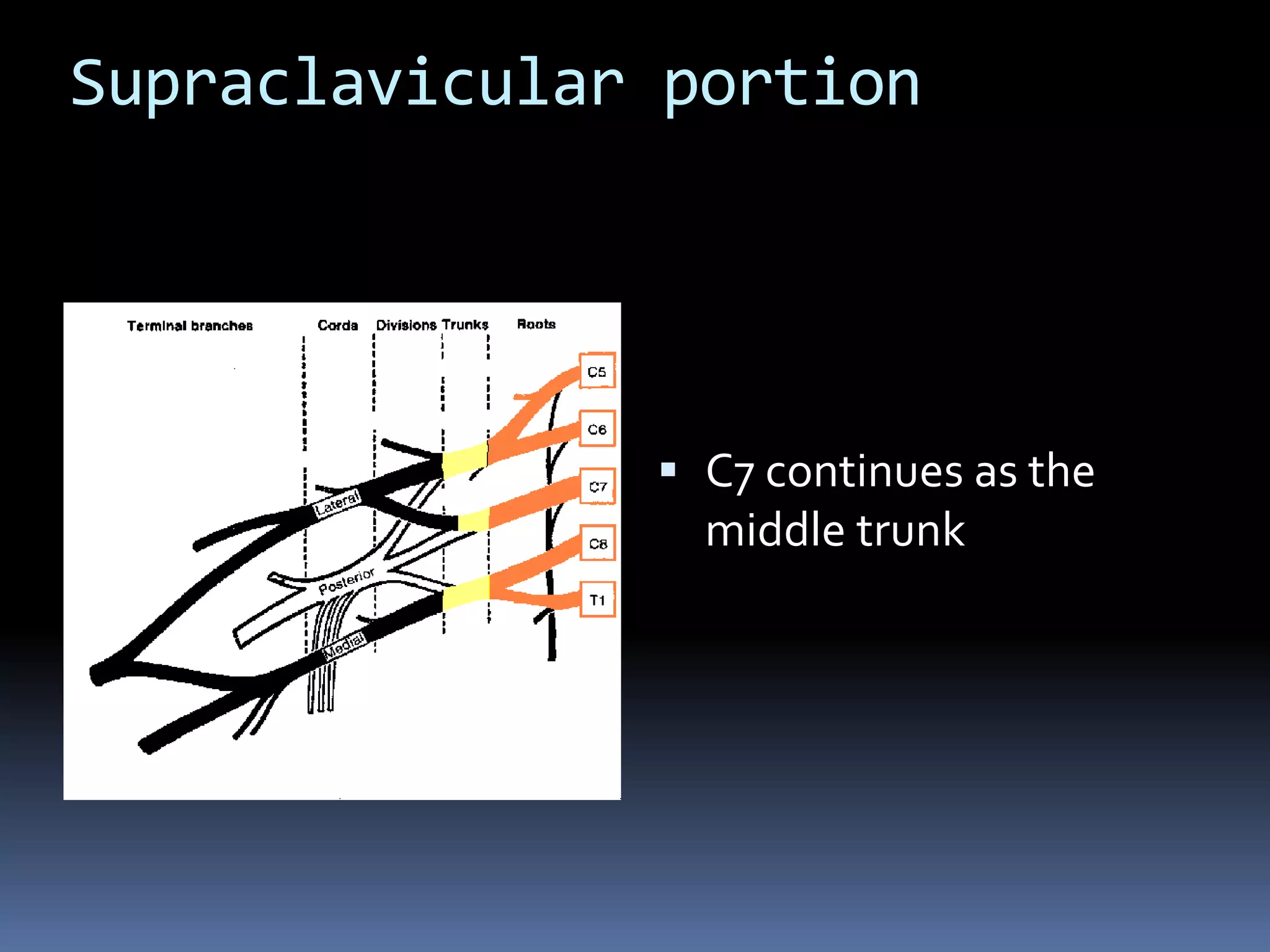 Supraclavicular portion
 C7 continues as the
middle trunk
 