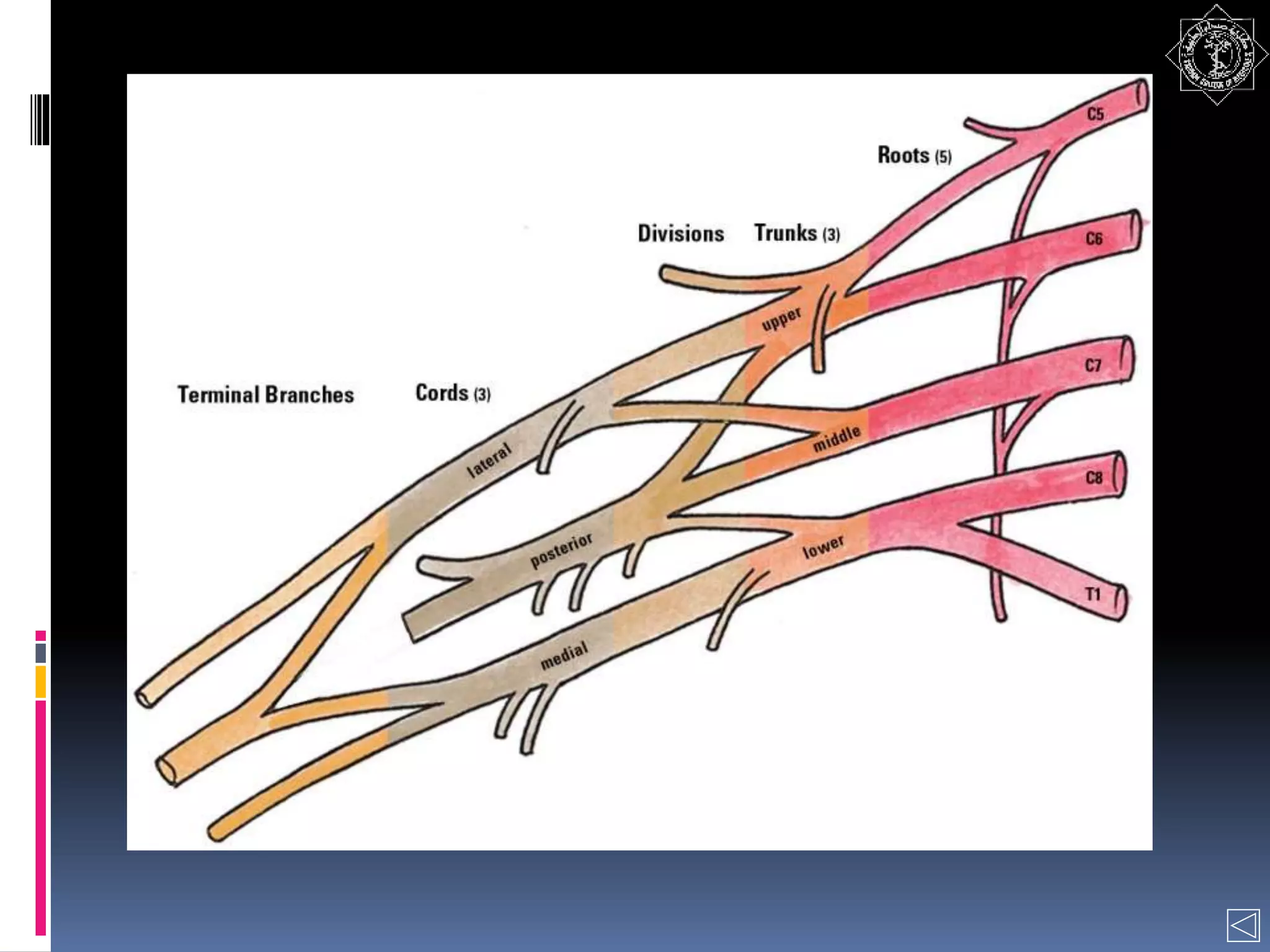 Brachial plexus