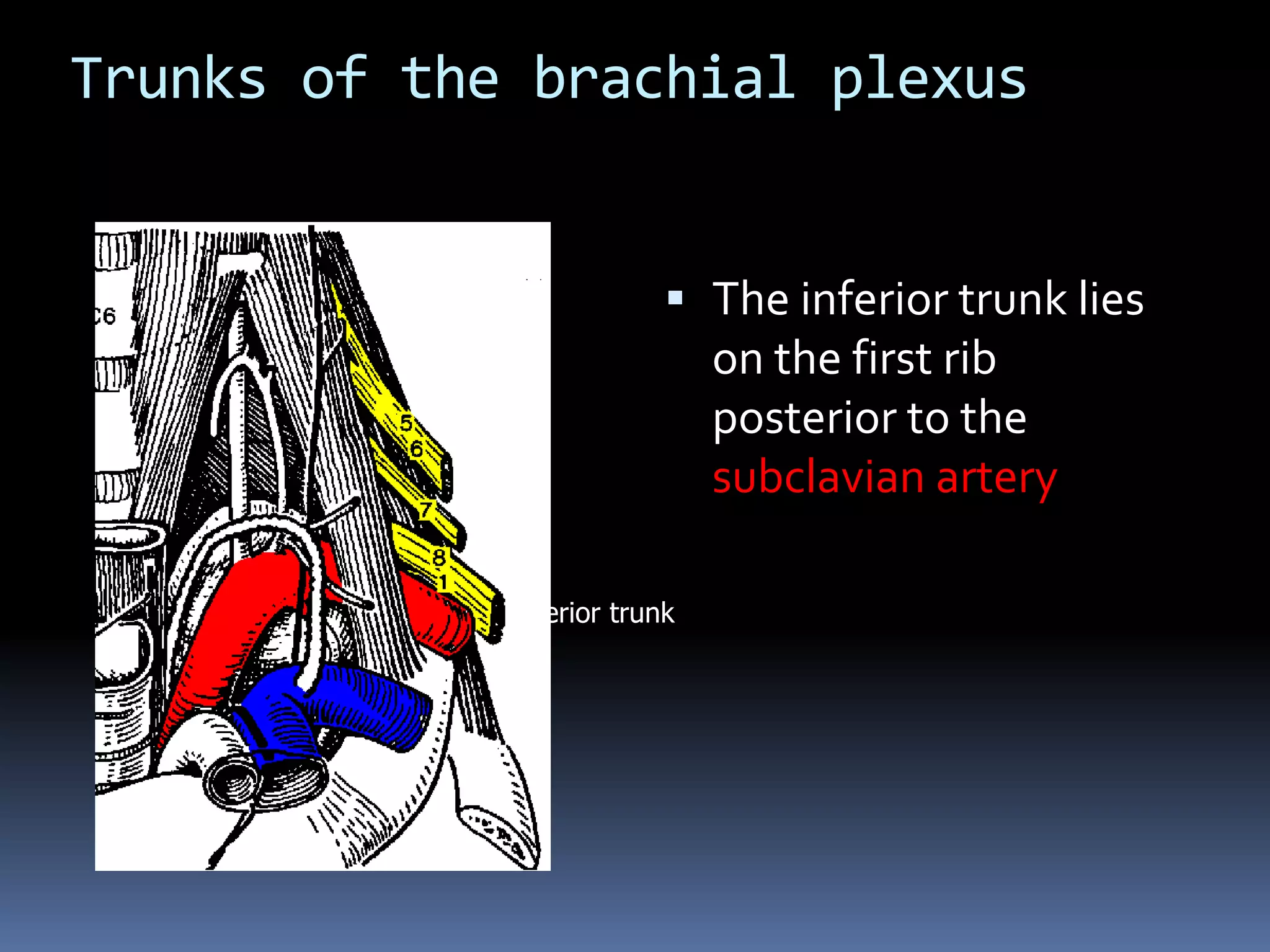 Trunks of the brachial plexus
 The inferior trunk lies
on the first rib
posterior to the
subclavian artery
Inferior trunk
 