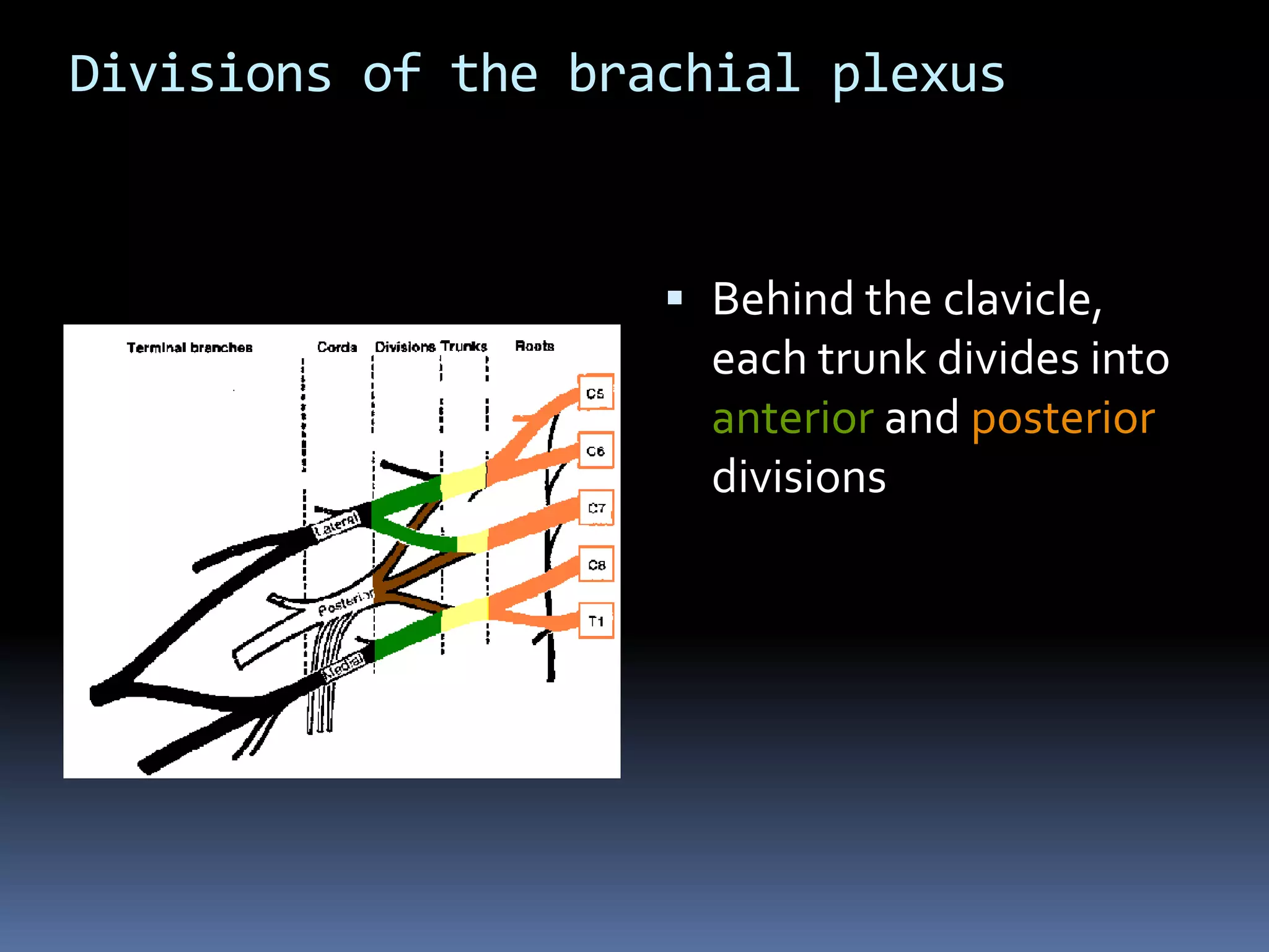 Divisions of the brachial plexus
 Behind the clavicle,
each trunk divides into
anterior and posterior
divisions
 