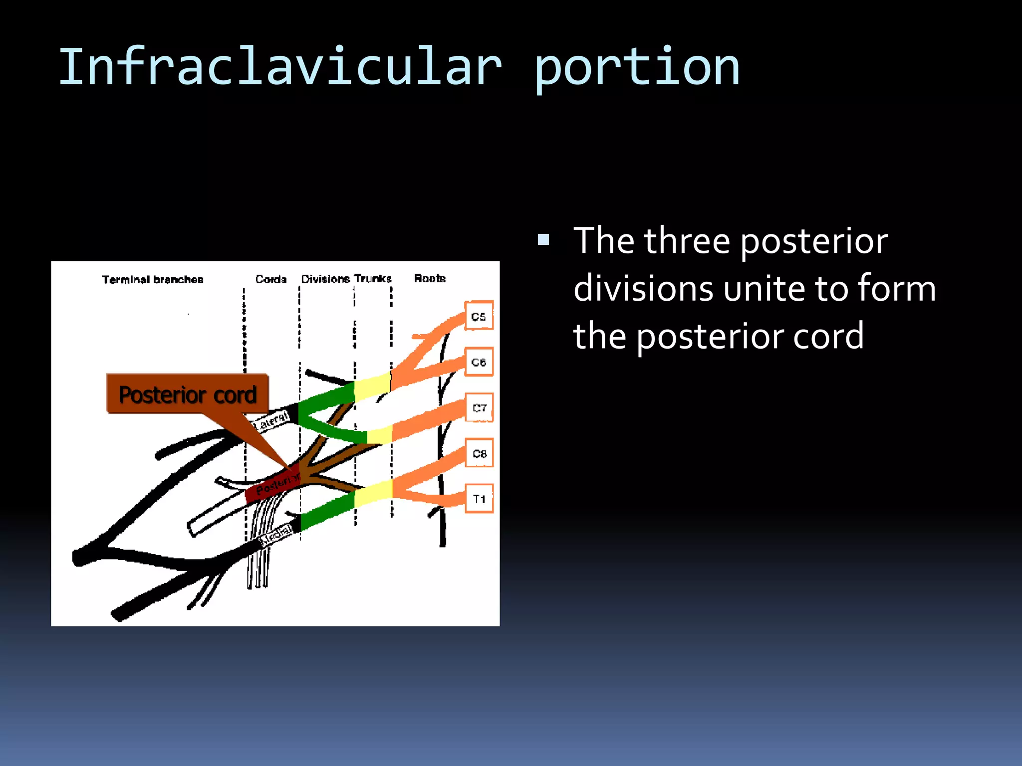 Infraclavicular portion
 The three posterior
divisions unite to form
the posterior cord
Posterior cord
 