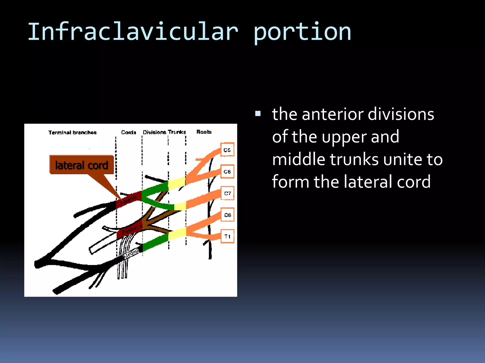 Infraclavicular portion
 the anterior divisions
of the upper and
middle trunks unite to
form the lateral cord
lateral cord
 