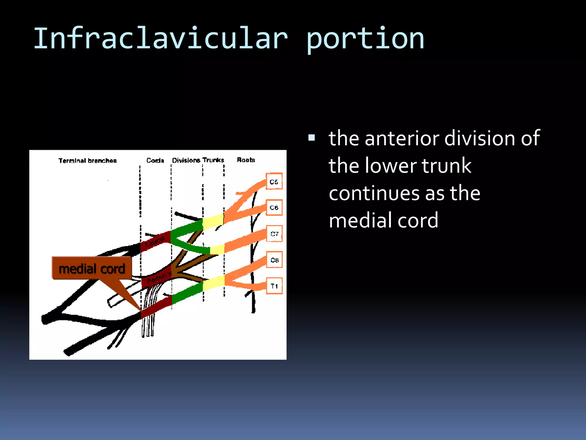 Infraclavicular portion
 the anterior division of
the lower trunk
continues as the
medial cord
medial cord
 