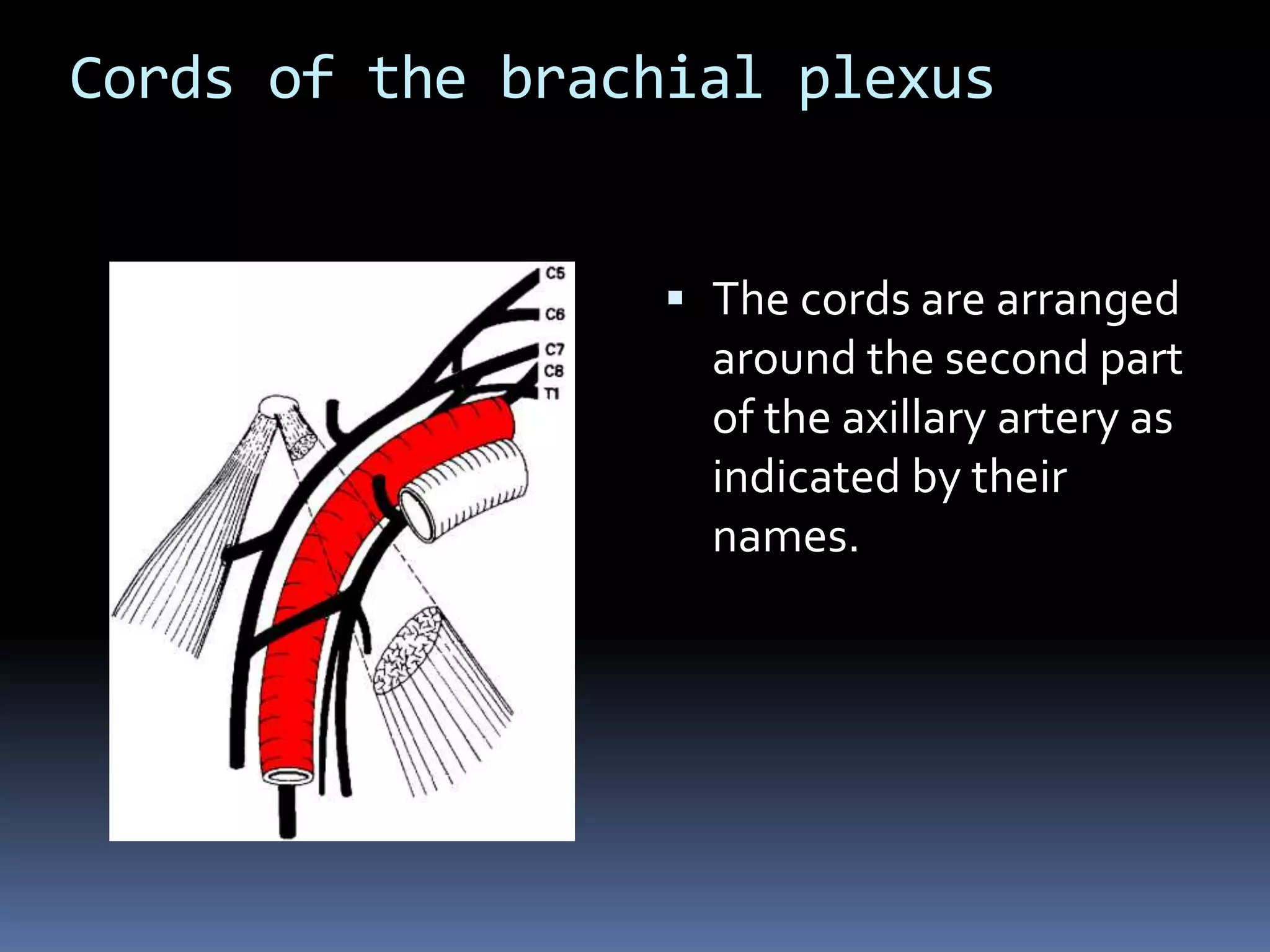 Cords of the brachial plexus
 The cords are arranged
around the second part
of the axillary artery as
indicated by their
names.
 