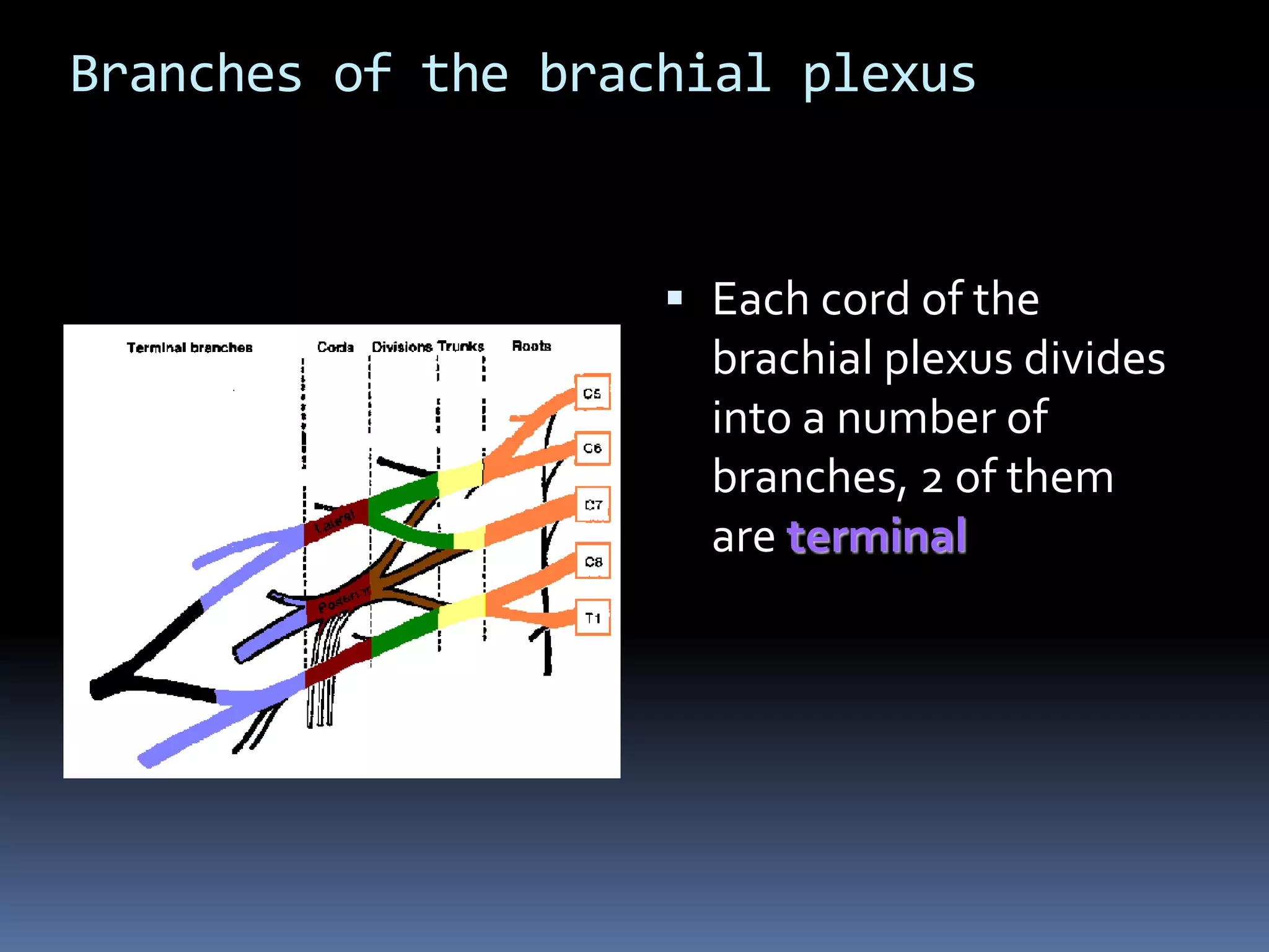 Branches of the brachial plexus
 Each cord of the
brachial plexus divides
into a number of
branches, 2 of them
are terminal
 