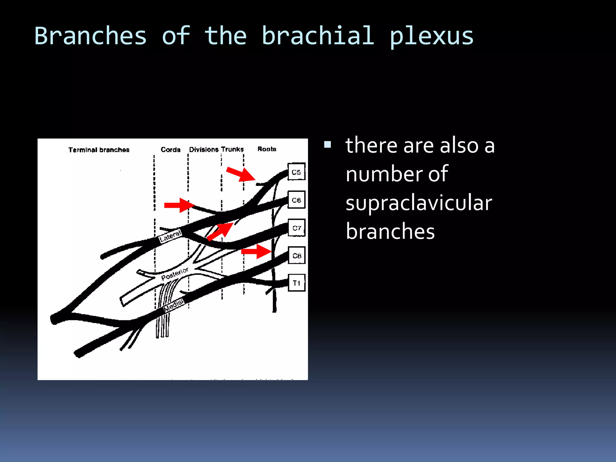 Branches of the brachial plexus
 there are also a
number of
supraclavicular
branches
 