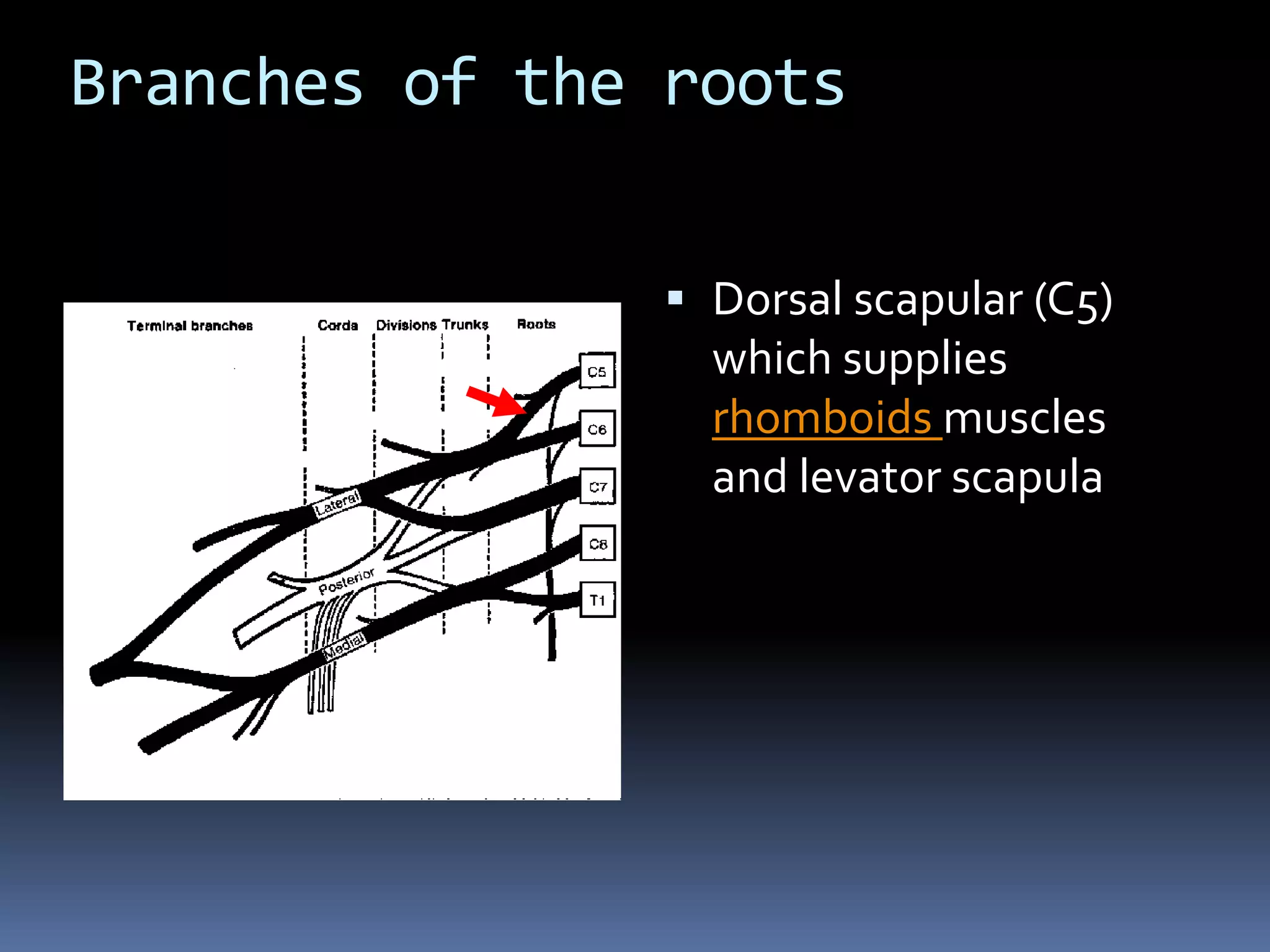Branches of the roots
 Dorsal scapular (C5)
which supplies
rhomboids muscles
and levator scapula
 