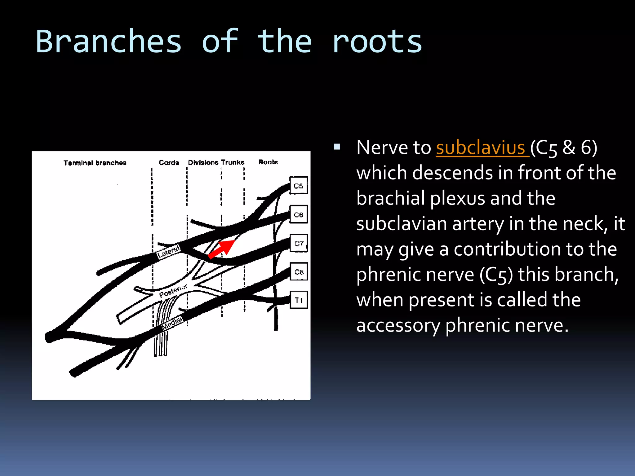 Branches of the roots
 Nerve to subclavius (C5 & 6)
which descends in front of the
brachial plexus and the
subclavian artery in the neck, it
may give a contribution to the
phrenic nerve (C5) this branch,
when present is called the
accessory phrenic nerve.
 