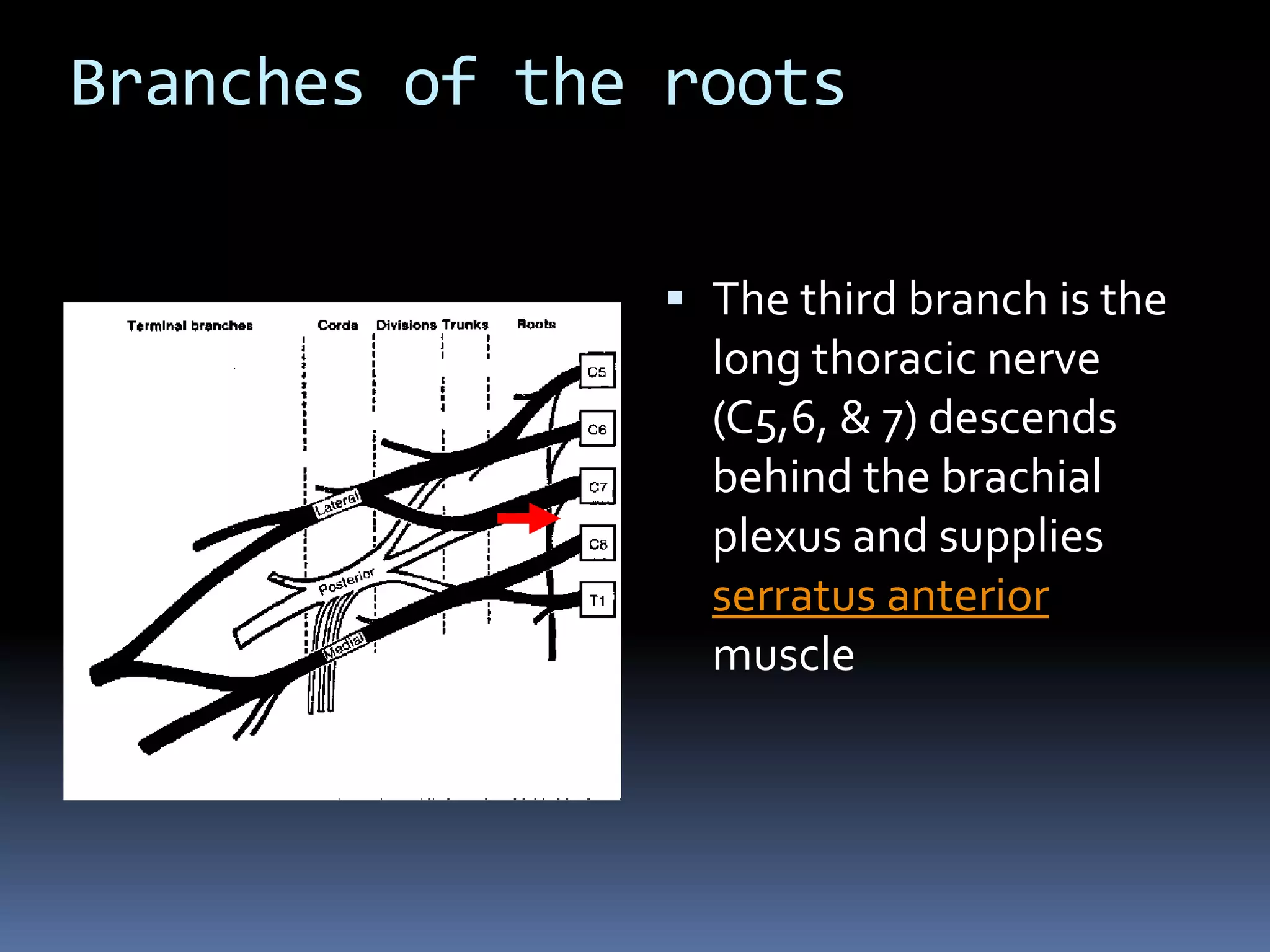 Branches of the roots
 The third branch is the
long thoracic nerve
(C5,6, & 7) descends
behind the brachial
plexus and supplies
serratus anterior
muscle
 