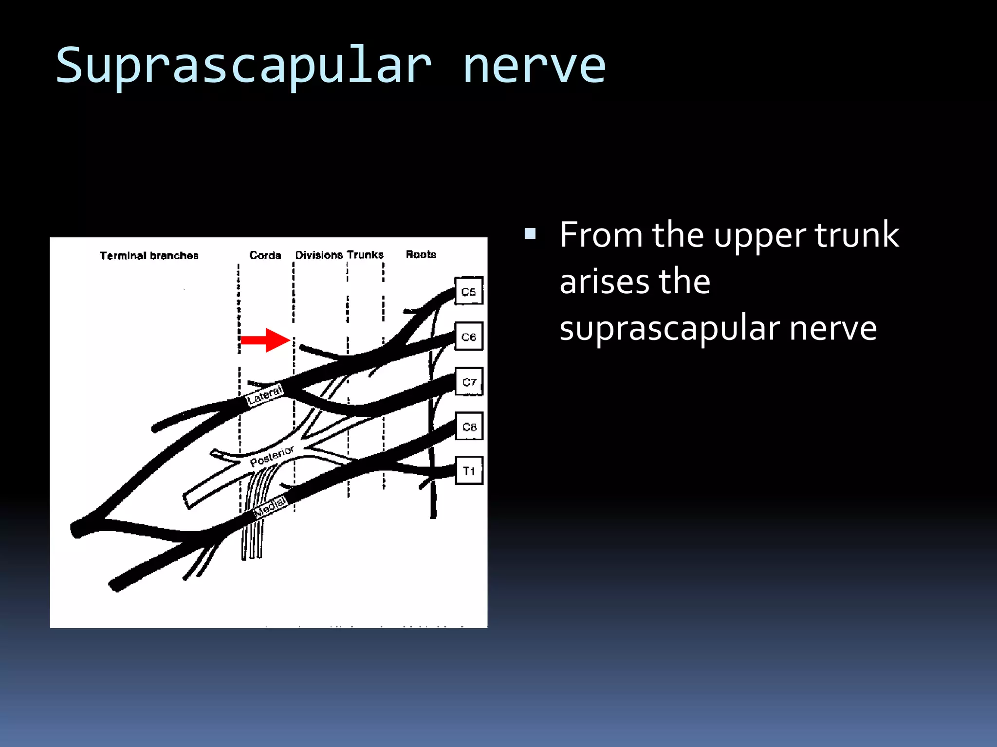 Suprascapular nerve
 From the upper trunk
arises the
suprascapular nerve
 