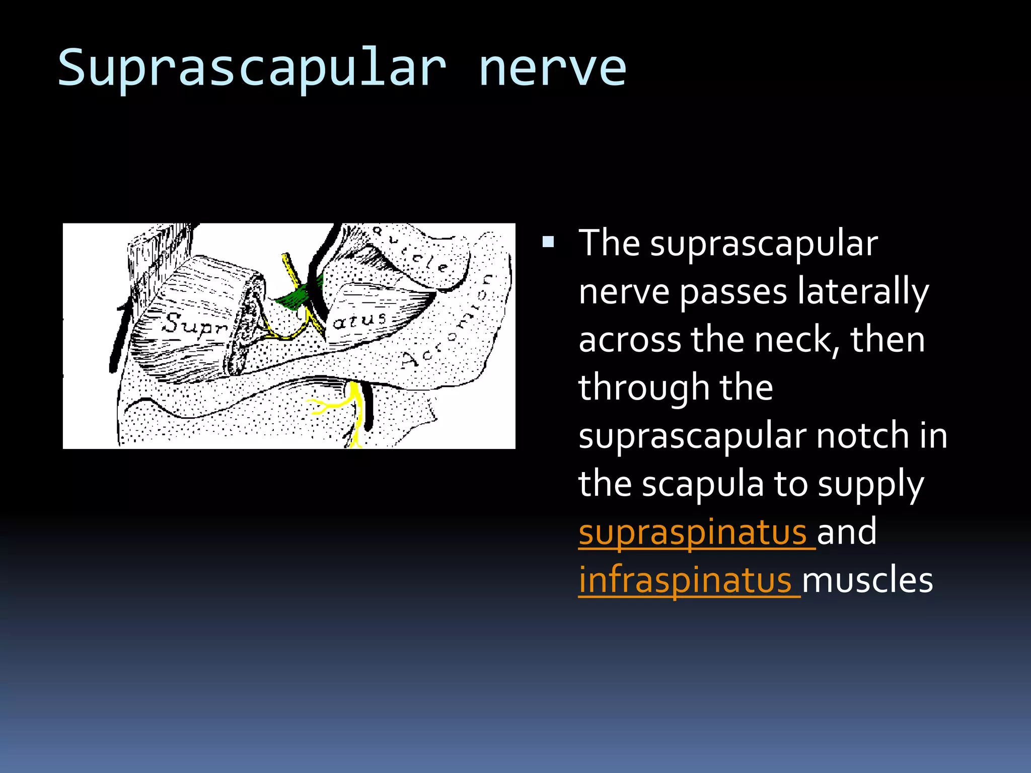 Suprascapular nerve
 The suprascapular
nerve passes laterally
across the neck, then
through the
suprascapular notch in
the scapula to supply
supraspinatus and
infraspinatus muscles
 